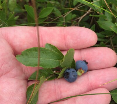 Two wild blueberries in the left palm of the author and photographer. He subsequently ate them. 